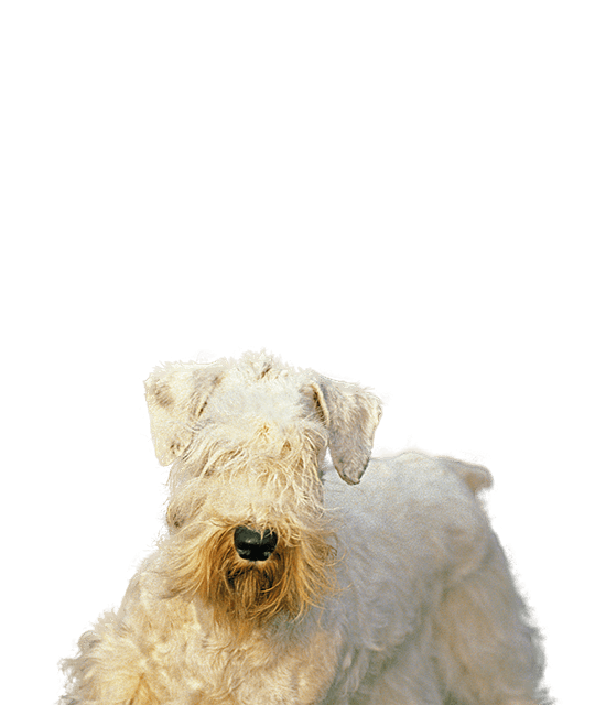 Sealyham terrier