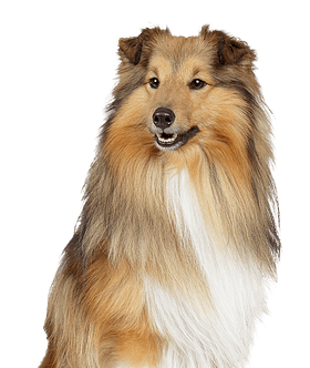 Shetland Sheepdog