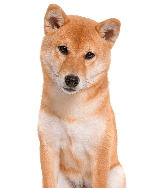 Shiba rasdetail