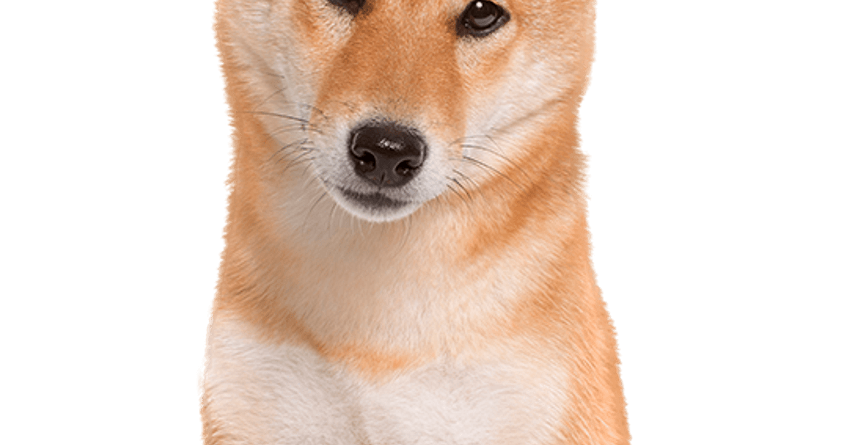 gesmolten domein kapok Shiba Inu pups te koop | Bazoeki