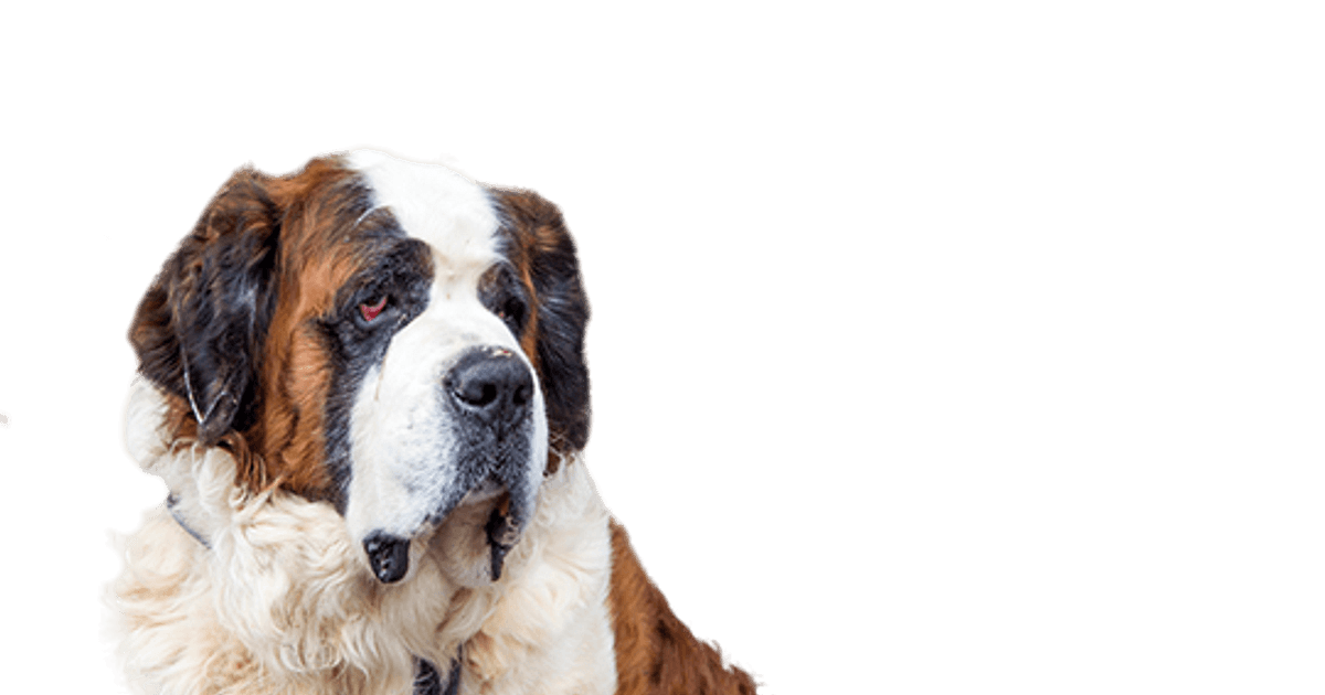 Beangstigend kraan diameter Sint-Bernard pups te koop | Bazoeki