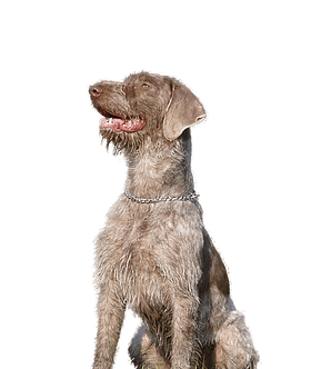 Slovenský Hrubosrstý Stavac