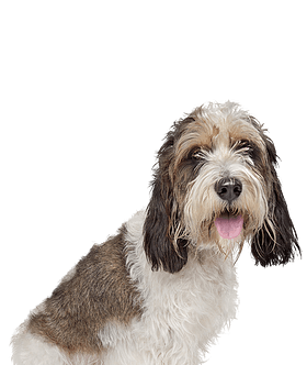 Petit Basset Griffon Vendeen