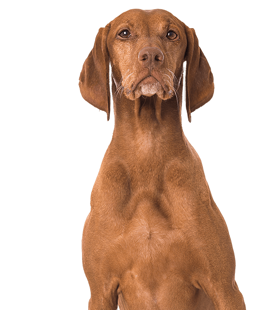 Vizsla