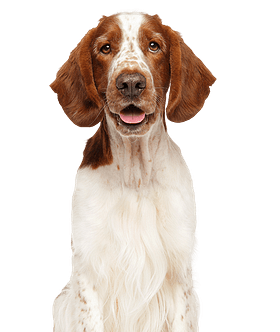 Welsh Springer Spaniël