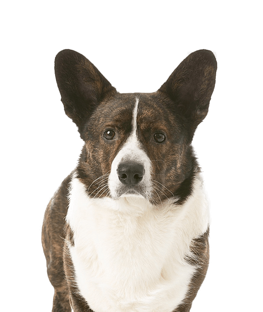 Welsh corgi cardigan