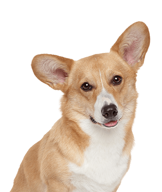 Welsh corgi rasdetail