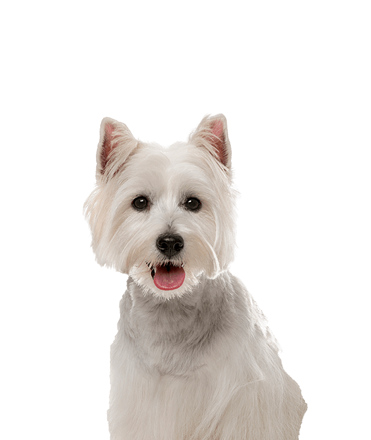 West high terrier rasdetail