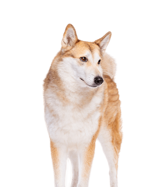 Westsiberische laika