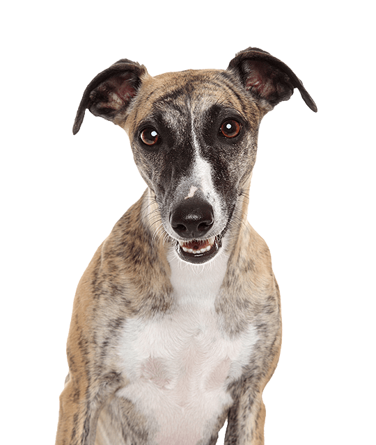 Blue merle clearance whippet