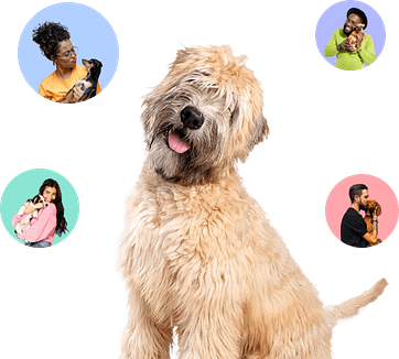 Header image media