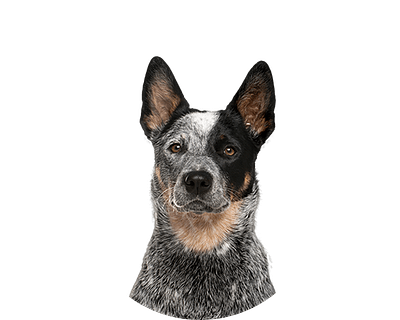 Cattle dog Groot ovaal