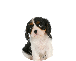 Cavalier pup rond