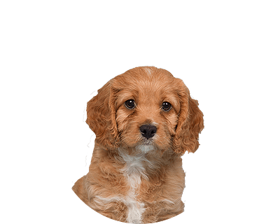 Cavapoo Rond 1