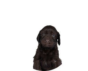 Cesky Fousek pup rond