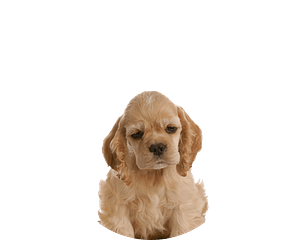 Amerikaanse Cocker Spaniel Pup te koop
