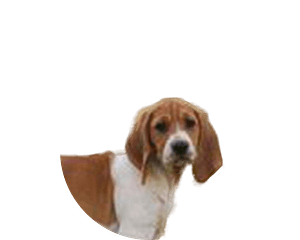 Anglo francais de petite venerie pup rond