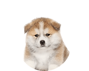 Akita pup rond