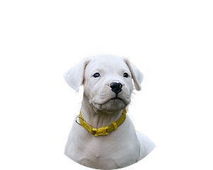 Argentijnse dog pup rond