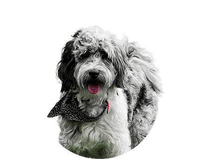 Aussiedoodle rond