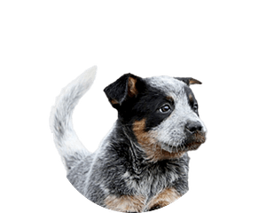 Australian tail cattle dog pup rond