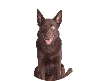 Australian kelpie rond