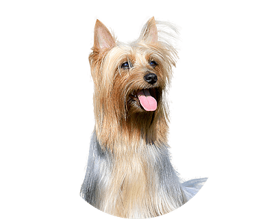 Australian silky terrier rond