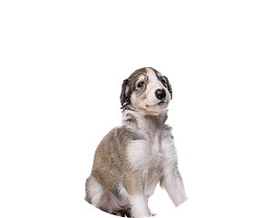 Barzoi pup rond