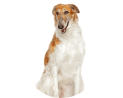 Barzoi rond