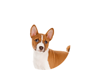 Basenji Klein Ovaal Klaar