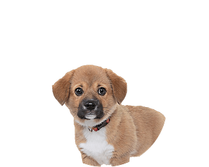 Beaglier pup rond
