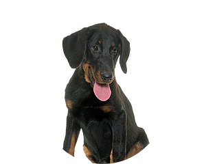 Beauceron pup rond