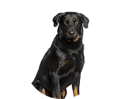 Beauceron rond