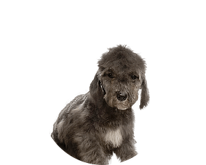 Bedlington terrier pup rond