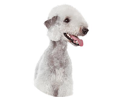 Bedlington terrier rond