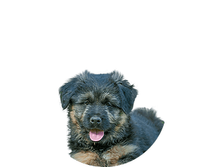 Bergamasco pup rond