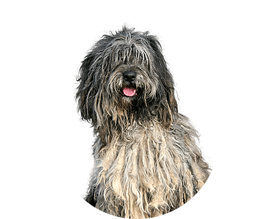 Bergamasco rond