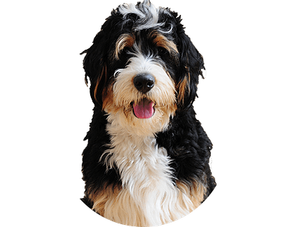 Bernedoodle Rond 1