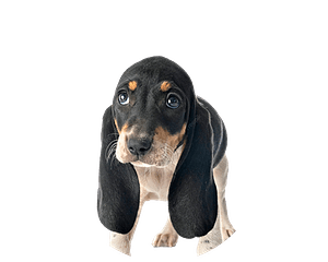 Berner laufhund pup rond