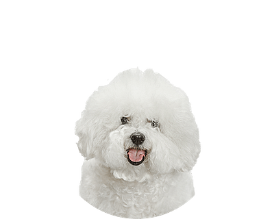 Bichon Frise Rond 1