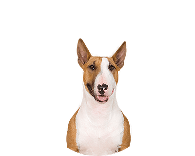 Bull terrier Ovaal 2 0