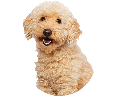 Goldendoodle Rond 1