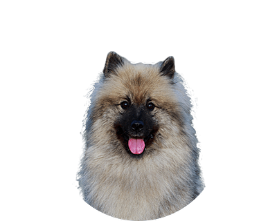 Grote Keeshond Groot Ovaal