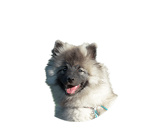 Grote Keeshond Klein Ovaal