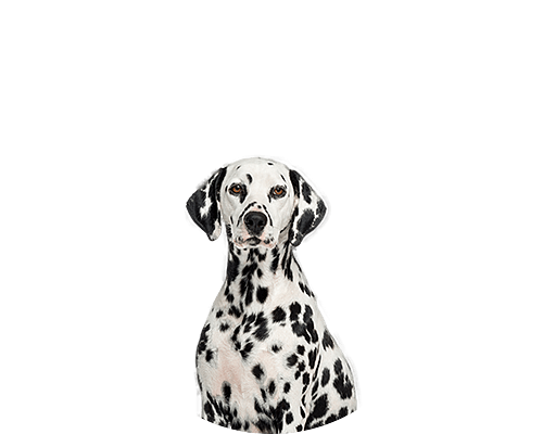 Dalmatische Hond
