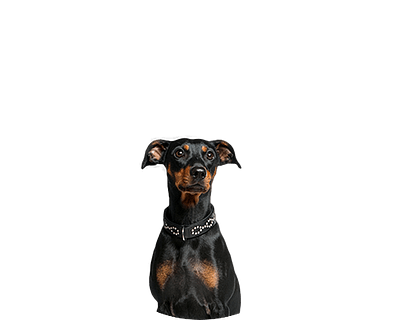 Dwergpinscher Groot Ovaal