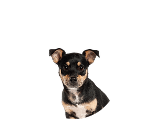 Dwergpinscher Klein Ovaal