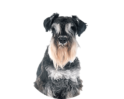 Dwergschnauzer pups te koop