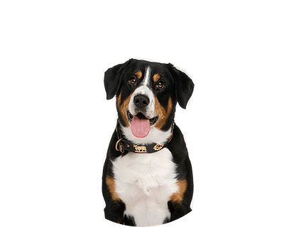 Entlebucher Groot Ovaal