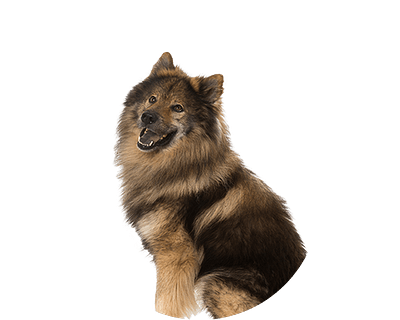 Eurasier rond